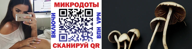 Купить  Новая Ладога  Псилоцибиновые грибы Cubensis 